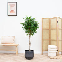 Ficus Benjamina gevlochten stam - 130cm