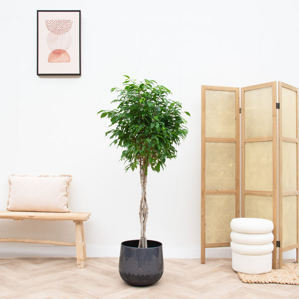 Ficus Benjamina gevlochten stam - 130cm kopen bij Green Bubble