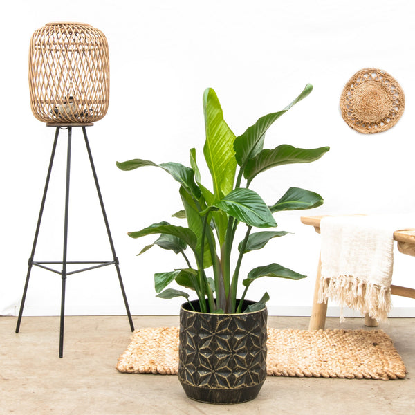 Strelitzia Nicolai - 70cm kopen bij Green Bubble