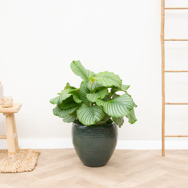 Calathea Orbifolia - 80cm kopen bij Green Bubble