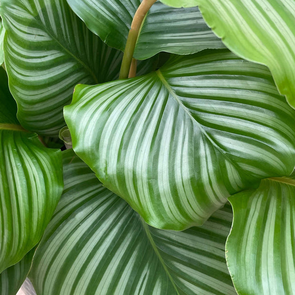 Calathea Orbifolia - 80cm kopen bij Green Bubble