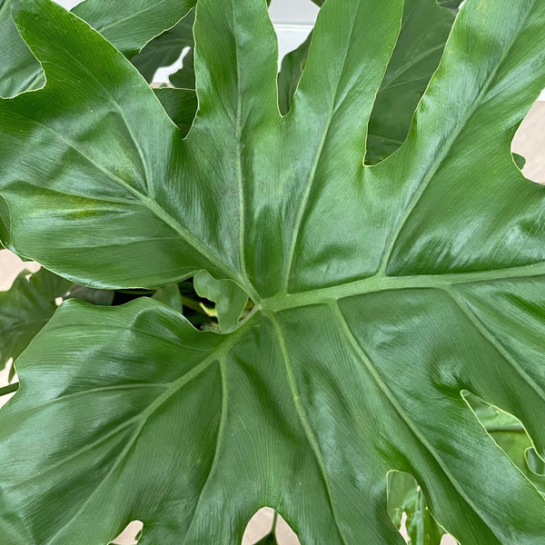 Philodendron Selloum - 80cm kopen bij Green Bubble