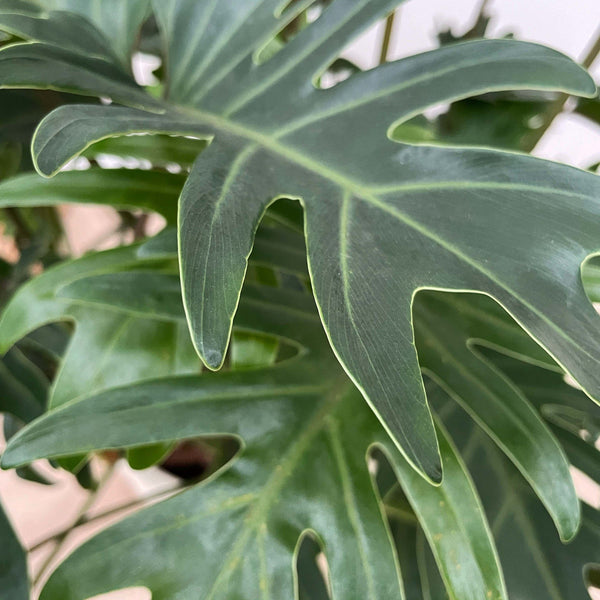 Philodendron Xanadu - 100 cm kopen bij Green Bubble