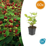 Product afbeelding 10