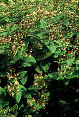 Product afbeelding 4