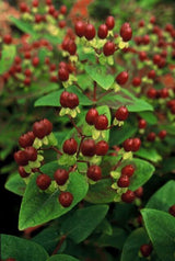 Product afbeelding 2