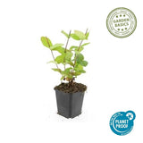 Product afbeelding 3