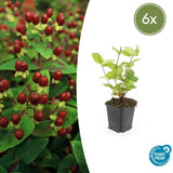 Product afbeelding 1