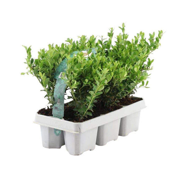 Combideal - pack Ilex Crenata 'Jenny' - 15cm kopen bij Green Bubble