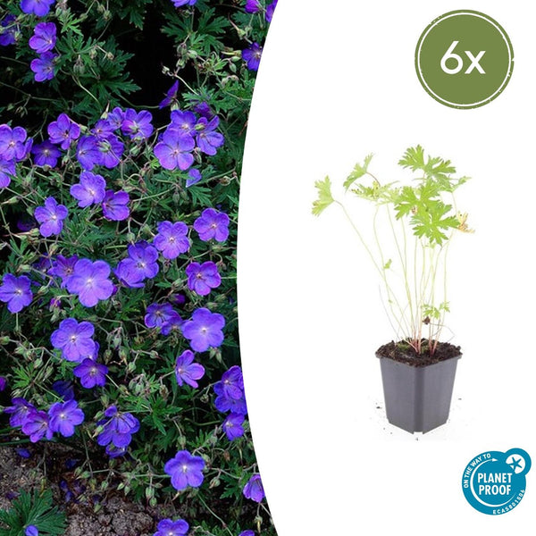 Geranium 'Johnson's Blue' - 20cm kopen bij Green Bubble