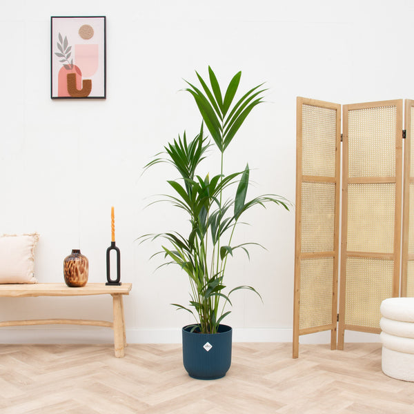 Combi deal - Kentia palm inclusief elho Vibes Fold Round - 160 cm kopen bij Green Bubble