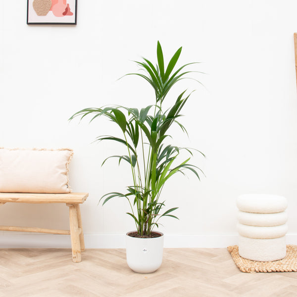 Combi deal - Kentia palm inclusief elho Jazz Round - 160cm kopen bij Green Bubble