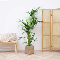 Palmera Kentia - 200cm