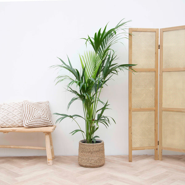 Kentia palm - 200cm kopen bij Green Bubble