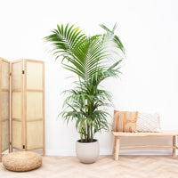 Kentia Palm XXL - 220cm