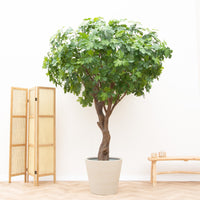 Kunstpflanze Feigenbaum - 250cm