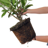 Product afbeelding 4