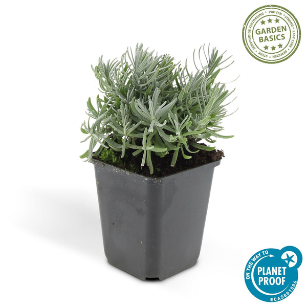 Lavandula 'Hidcote' - 20cm kopen bij Green Bubble