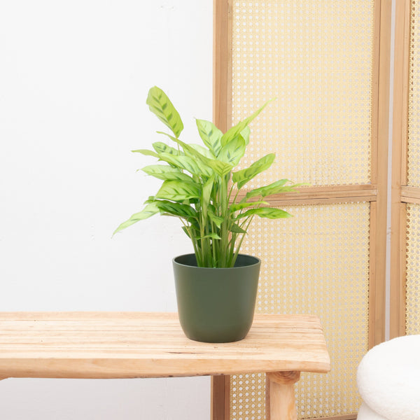 Calathea Leopardina - 35cm kopen bij Green Bubble
