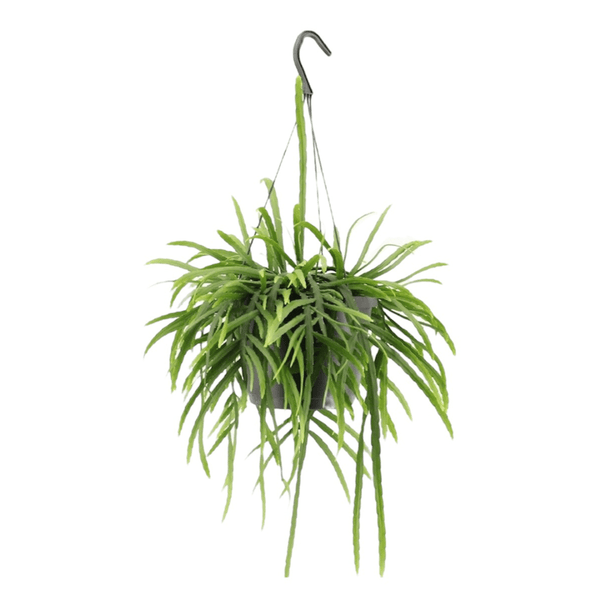 Lepismium Bolivianum hangplant - 25 cm kopen bij Green Bubble