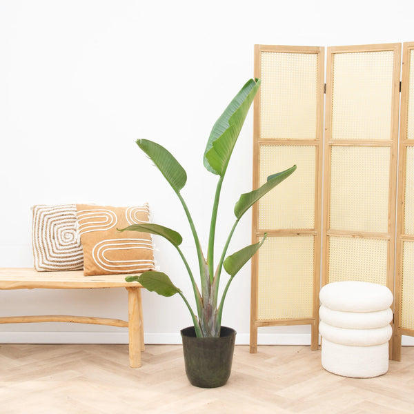 Strelitzia Augusta - 160cm kopen bij Green Bubble