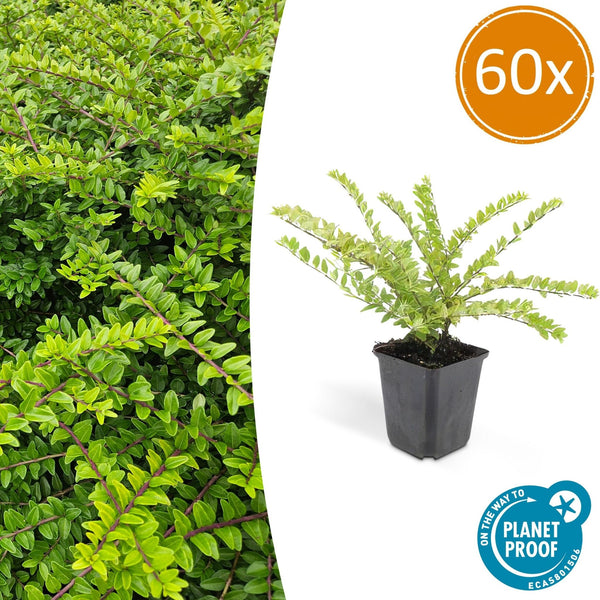 Lonicera 'Maigrün' - 20cm kopen bij Green Bubble