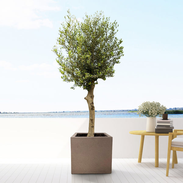 Pot Grigio cube Bronze kopen bij Green Bubble