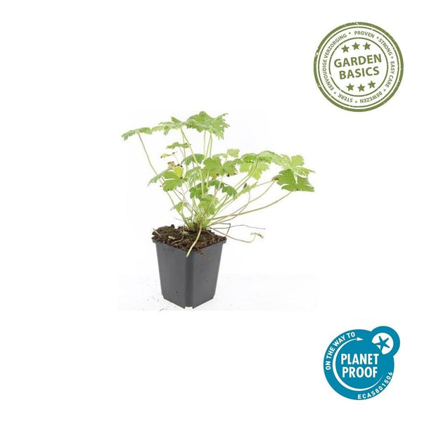 Geranium macrorrhizum 'Czakor' - 20cm kopen bij Green Bubble