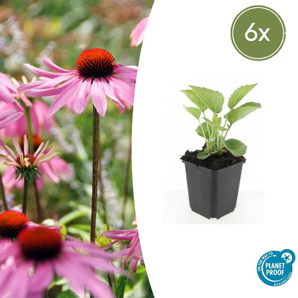 Echinacea purpurea 'Magnus - 20cm kopen bij Green Bubble