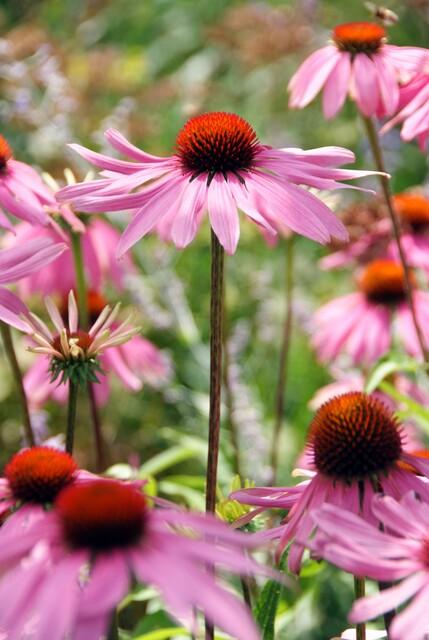 Echinacea purpurea 'Magnus - 20cm kopen bij Green Bubble