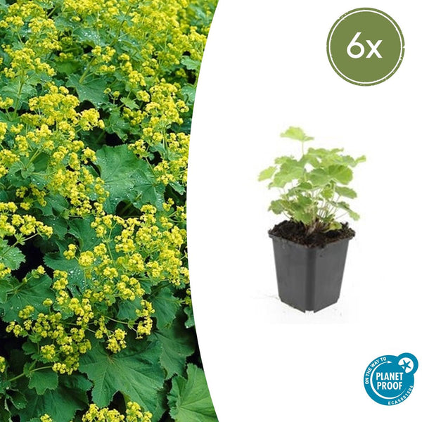 Alchemilla Mollis - 20cm kopen bij Green Bubble