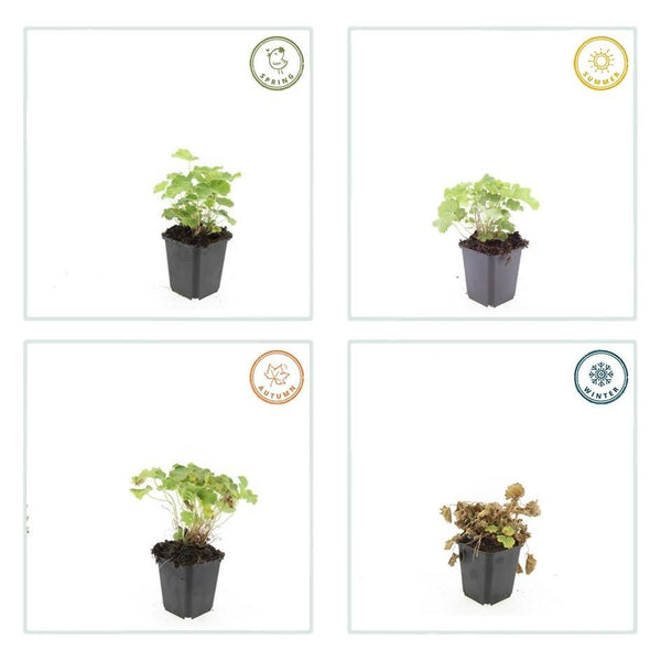 Alchemilla Mollis - 20cm kopen bij Green Bubble
