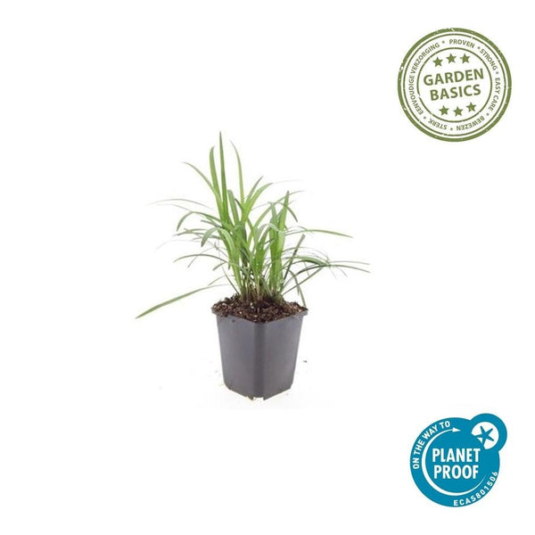 Liriope Muscari 'Moneymaker' - 20cm kopen bij Green Bubble