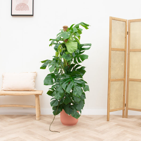 Combi deal - Monstera Pertusum XL inclusief elho Vibes Fold Round - 150cm kopen bij Green Bubble