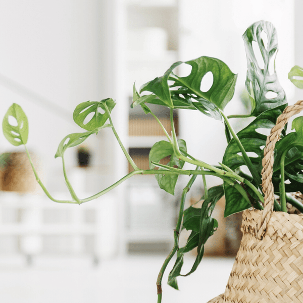Hangplant Monstera Monkey Leaf - 30cm kopen bij Green Bubble