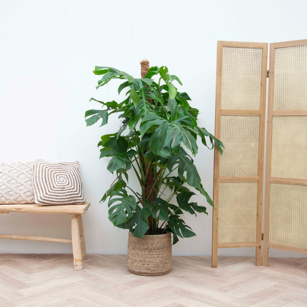 Monstera Deliciosa XXL - 140cm kopen bij Green Bubble
