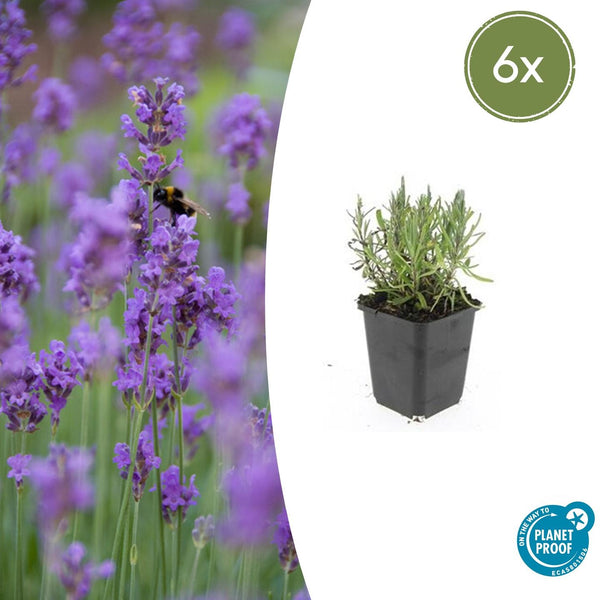 Lavandula ang 'Munstead' - 20cm kopen bij Green Bubble