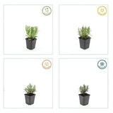 Product afbeelding 4