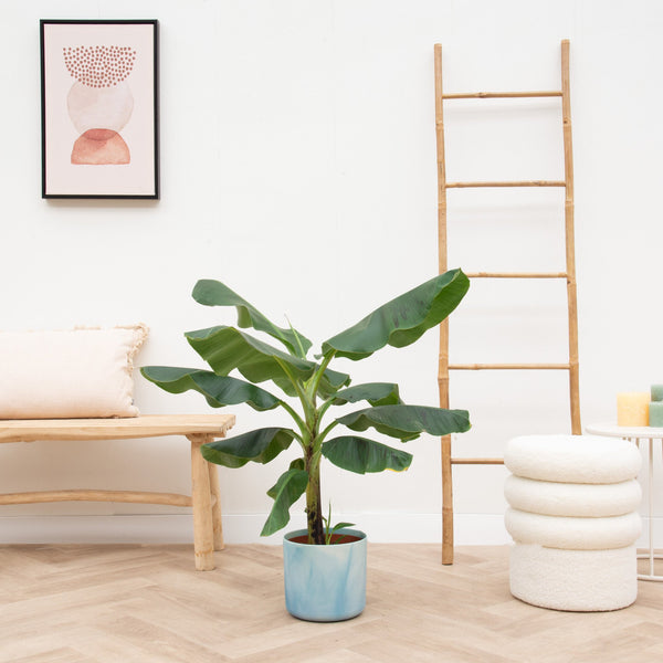 Combi deal - Bananenplant (Musa) inclusief Elho Ocean Round - 100cm kopen bij Green Bubble
