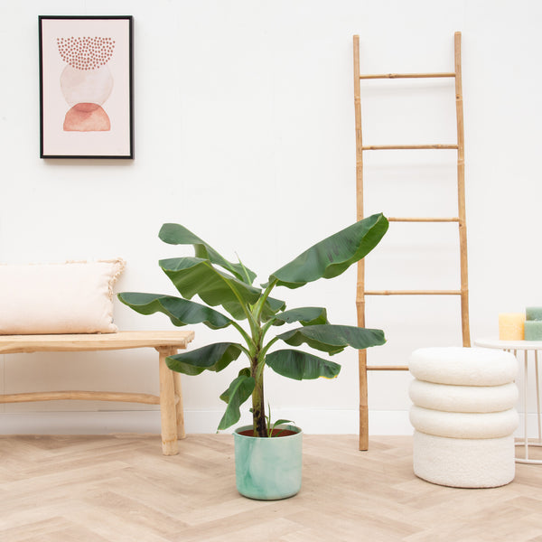Combi deal - Bananenplant (Musa) inclusief Elho Ocean Round - 100cm kopen bij Green Bubble