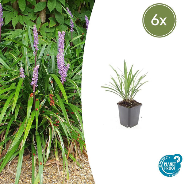 Liriope Muscari 'Ingwersen' - 20cm kopen bij Green Bubble