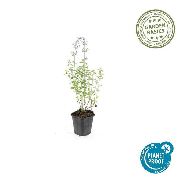 Nepeta 'Walker's Low' - 20cm kopen bij Green Bubble