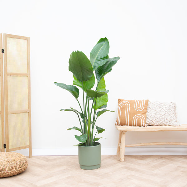Strelitzia Nicolai - 170cm kopen bij Green Bubble
