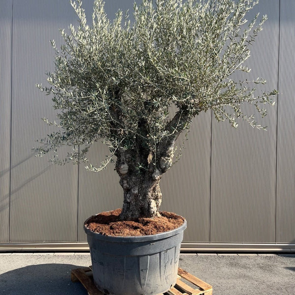 Olijfboom Olea Europaea Bonsai XXXXL - 300 cm kopen bij Green Bubble