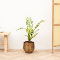 Dieffenbachia White Etna - 70 cm