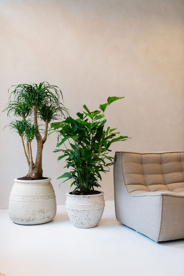 Pot Athena kopen bij Green Bubble