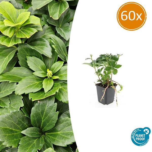 Pachysandra Terminalis - 20cm kopen bij Green Bubble