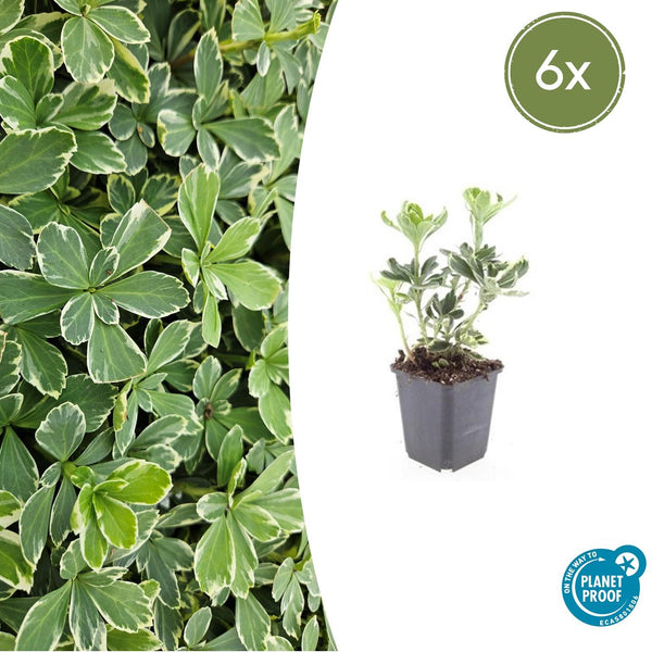 Pachysandra Terminalis 'Variegata' - 20cm kopen bij Green Bubble