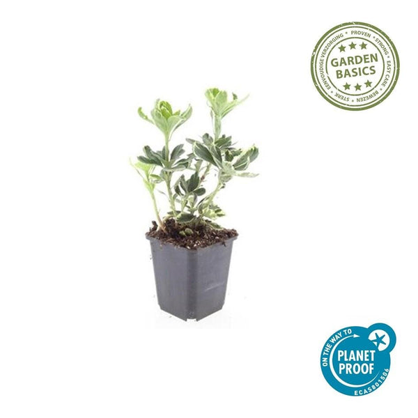 Pachysandra Terminalis 'Variegata' - 20cm kopen bij Green Bubble