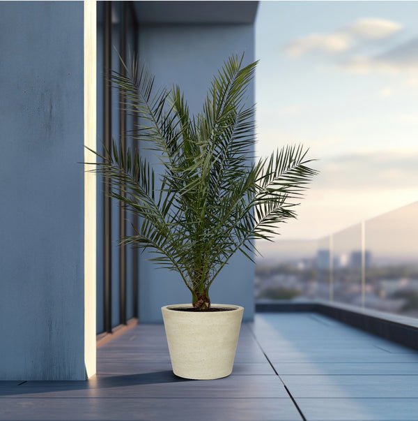 Phoenix Canariensis - 170cm kopen bij Green Bubble